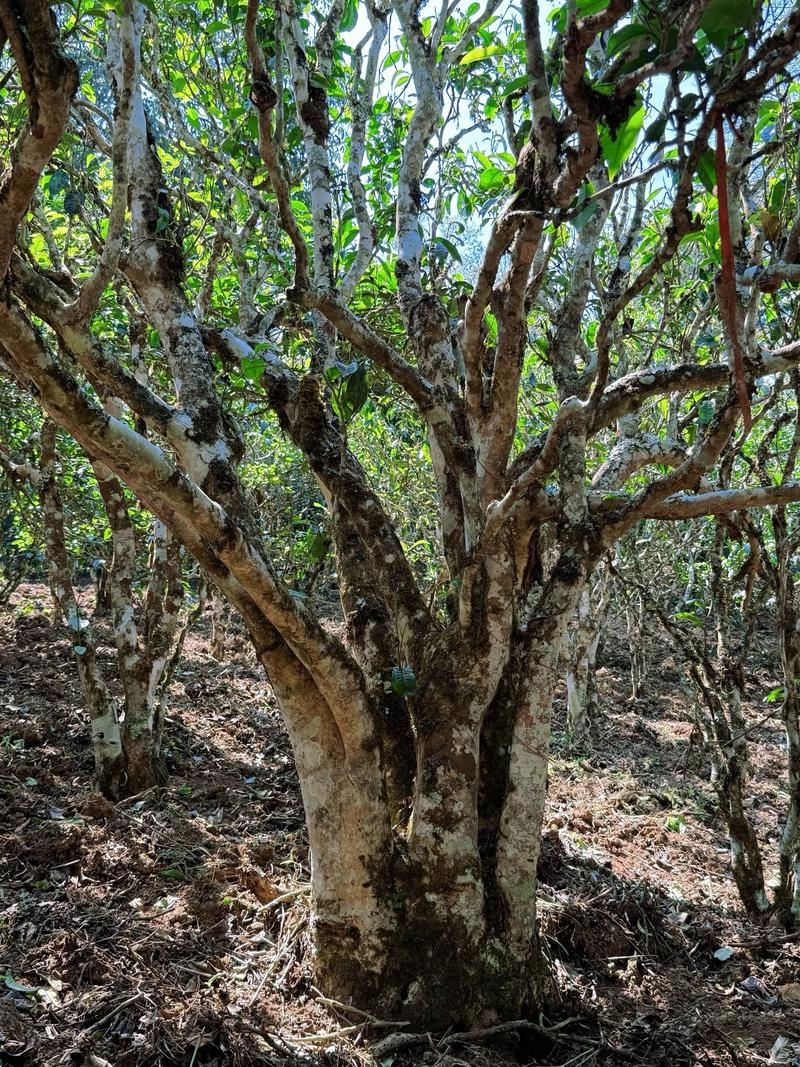王屋山有古茶树